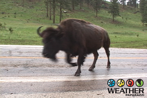 6/9/2006 Buffalo stampeding in the black hills video